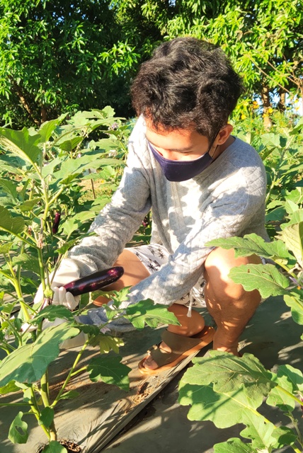 Harvesting eggplant grown with struvite fertilizer